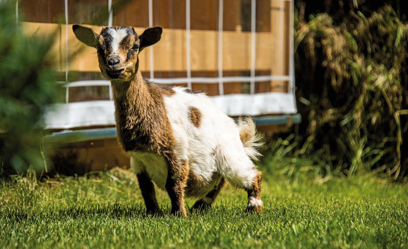 Ferienwohnung Unter Bäck Sexten Exterior foto